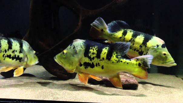 maxresssssssssssssdefault